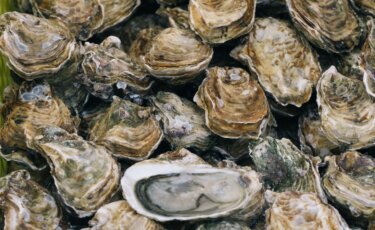 Oesters