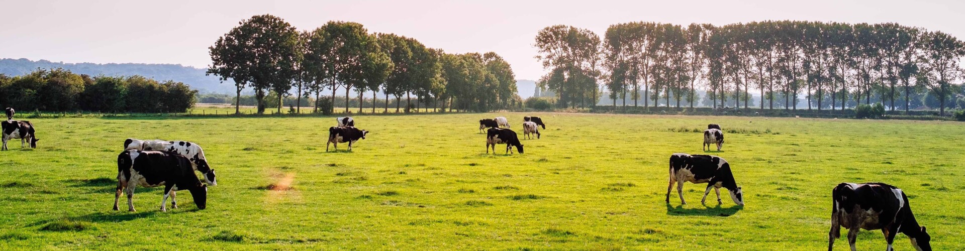 Platteland met koeien