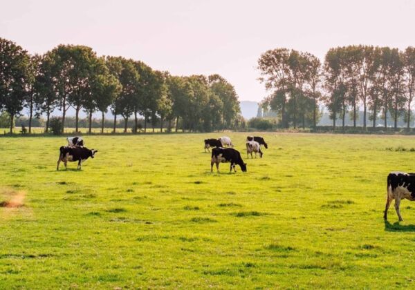 Platteland met koeien