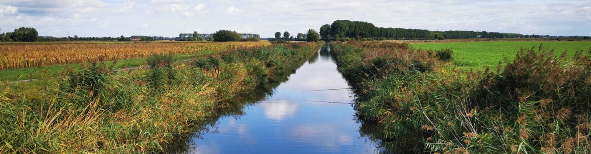 Zealand landscape with water and farmland