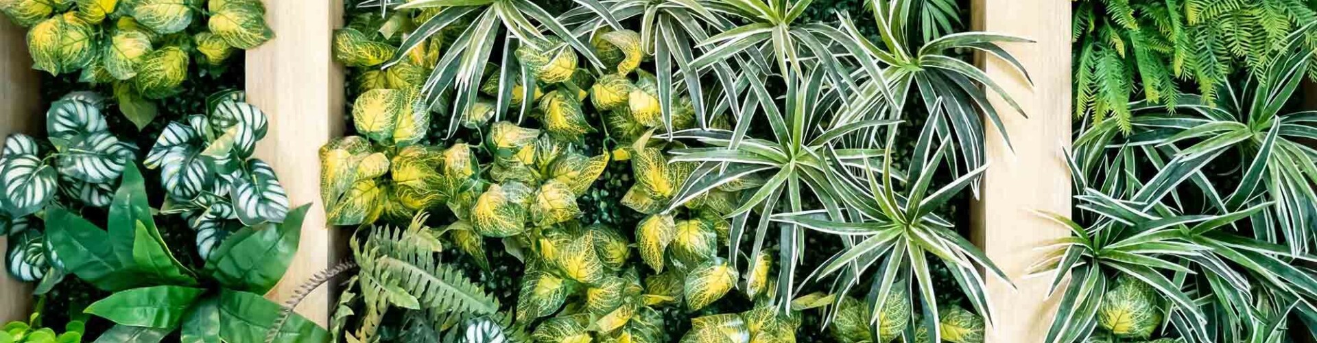 Wall with different kinds of plants