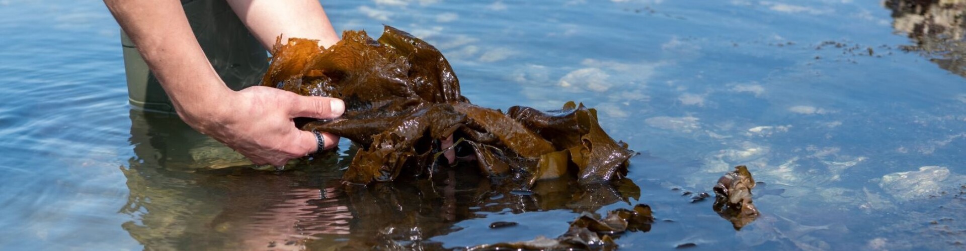 Hands grabbing seaweed out of the water
