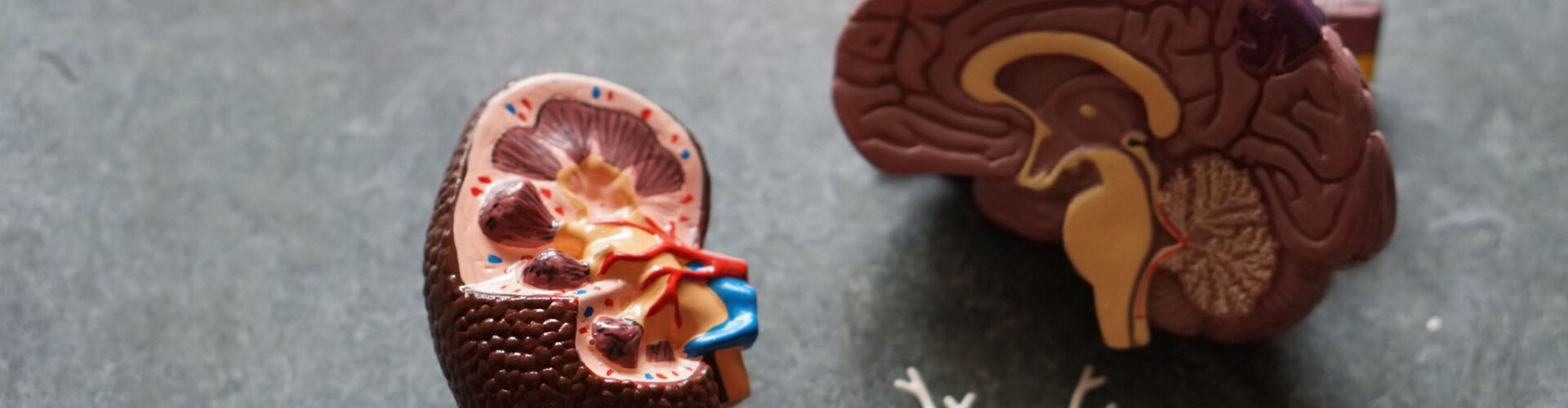 Een namaak van hersenen