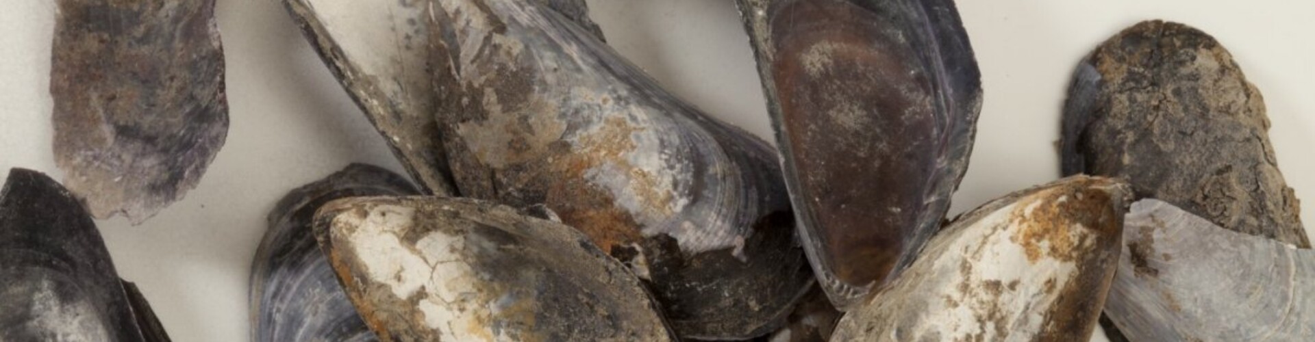 A meal of mussels gathered among the ballast