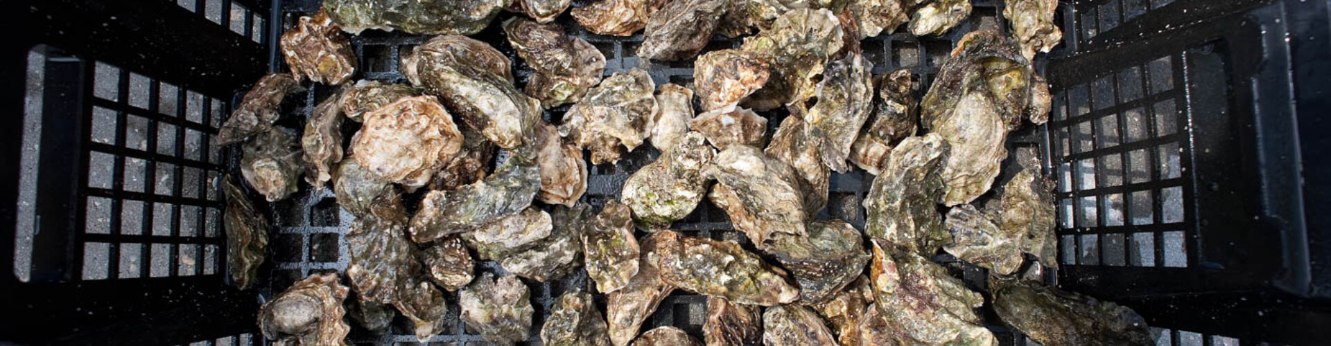 Basket full of oysters