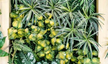 Muur met verschillende planten