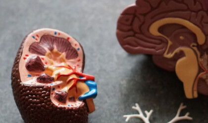 Een namaak van hersenen