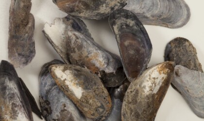 A meal of mussels gathered among the ballast
